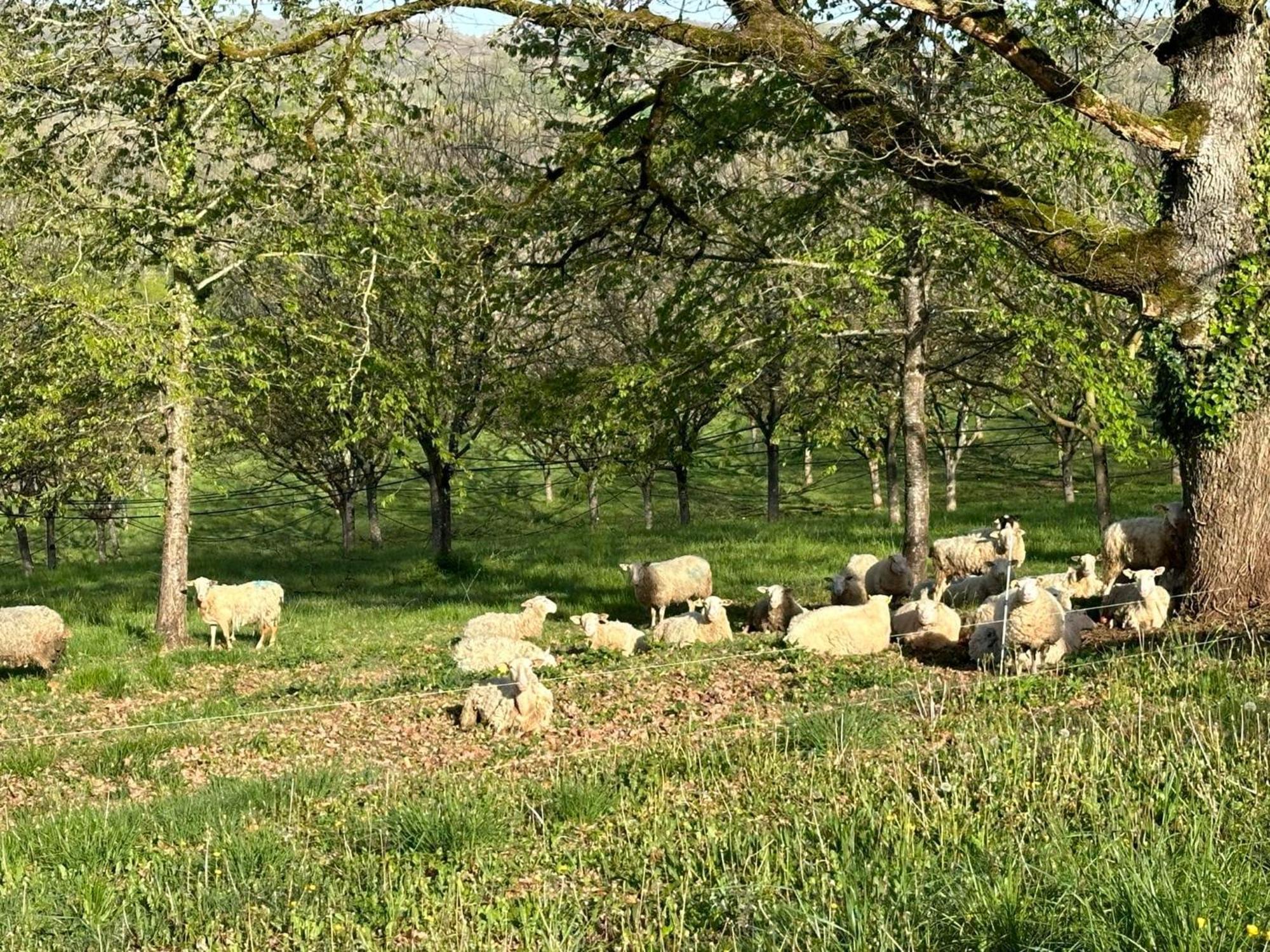 Domaine La Noyeraie Perigord Noir Villa Paulin Eksteriør billede